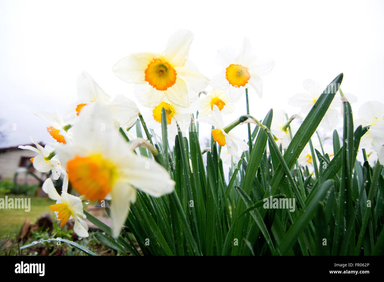 Siero, Spain. 20th March, 2016. Narcissus flowered during the spring equinox, on March 20, 2016 in Siero, Spain. Credit:  David Gato/Alamy Live News Stock Photo