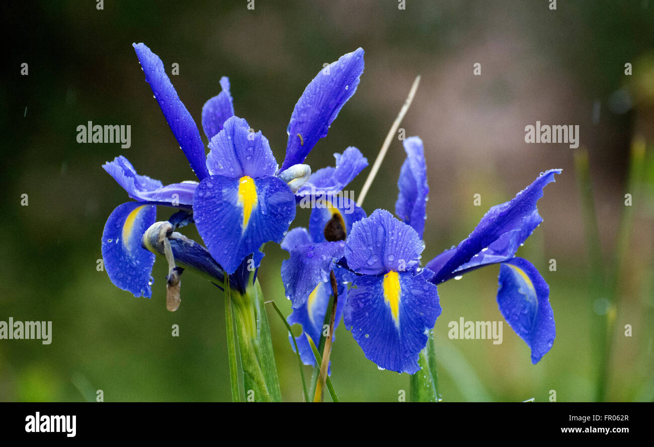 Siero, Spain. 20th March, 2016. Iris flowered during the spring equinox, on March 20, 2016 in Siero, Spain. Credit:  David Gato/Alamy Live News Stock Photo