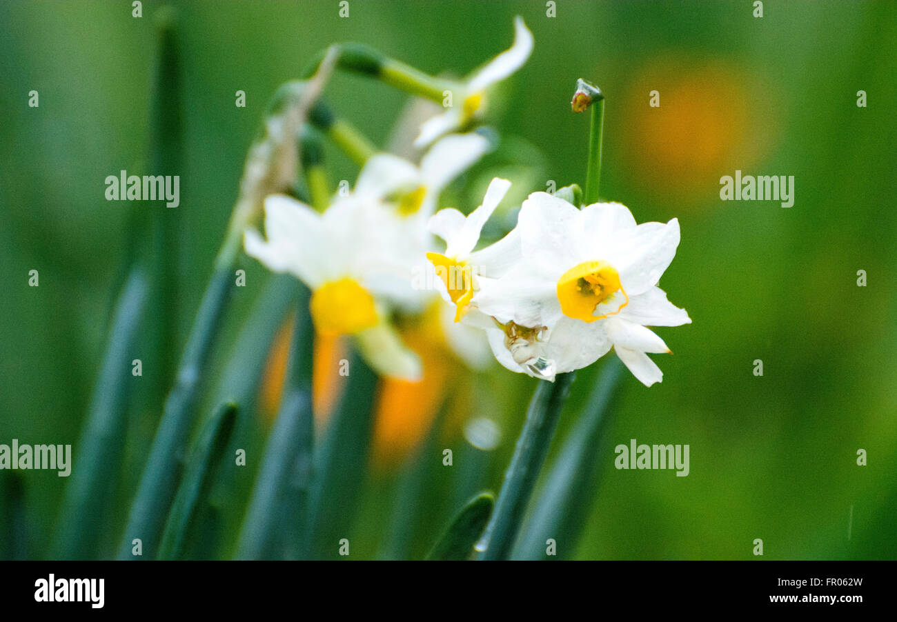 Siero, Spain. 20th March, 2016. Narcissus flowered during the spring equinox, on March 20, 2016 in Siero, Spain. Credit:  David Gato/Alamy Live News Stock Photo
