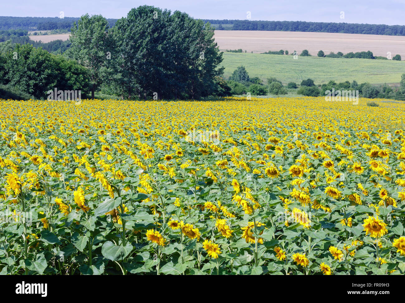 Summer field of yellow sunflowers. Country landscape Stock Photo - Alamy