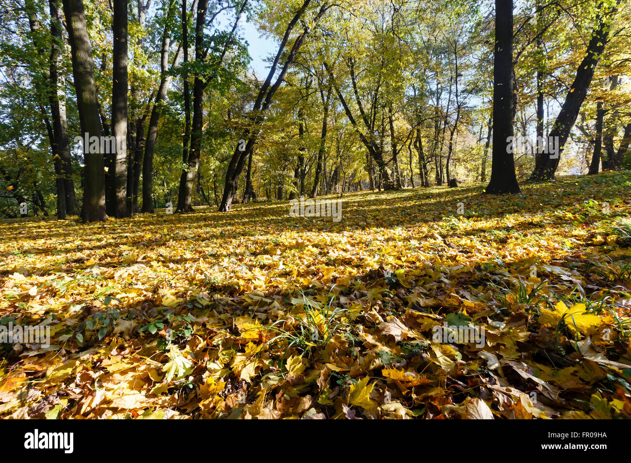 Green-yellow carpet of autumn leaves with shadow of trees in city park. Stock Photo