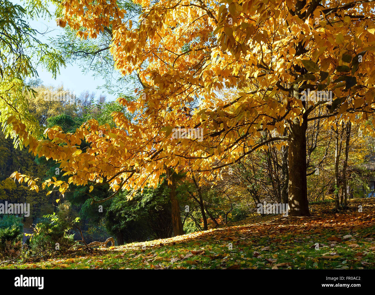 Beech tree twigs with autumn yellow-brown leaves and green grass under him in city park. Stock Photo
