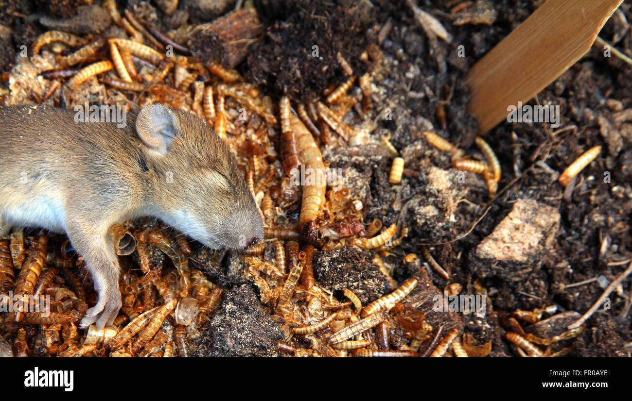 mouse dead on worm and ground Stock Photo Alamy
