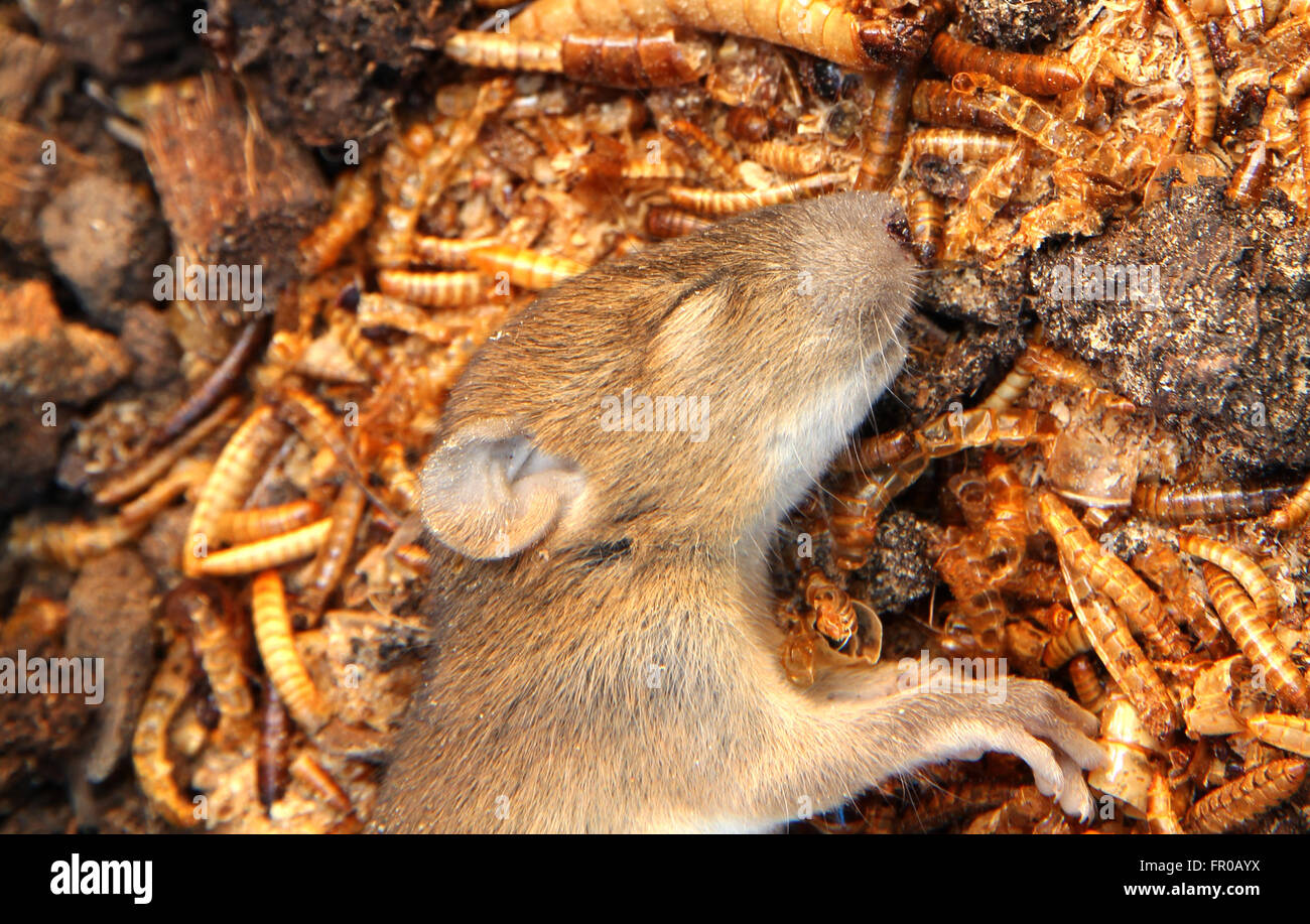 mouse dead on worm and ground Stock Photo Alamy