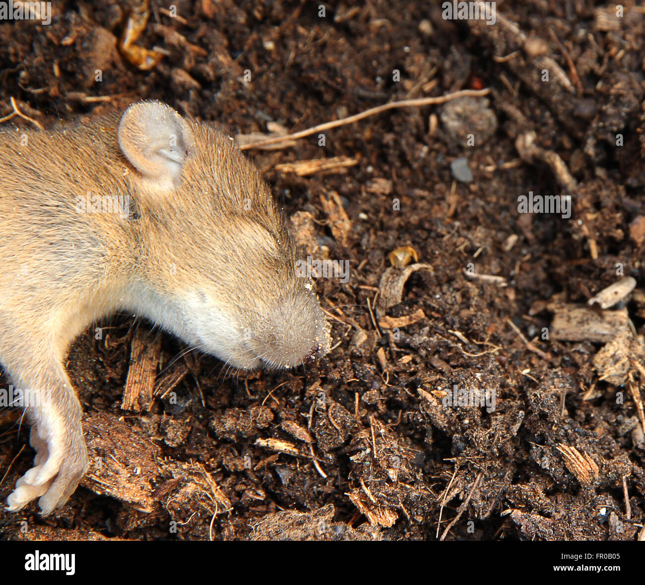 mouse dead on worm and ground Stock Photo Alamy