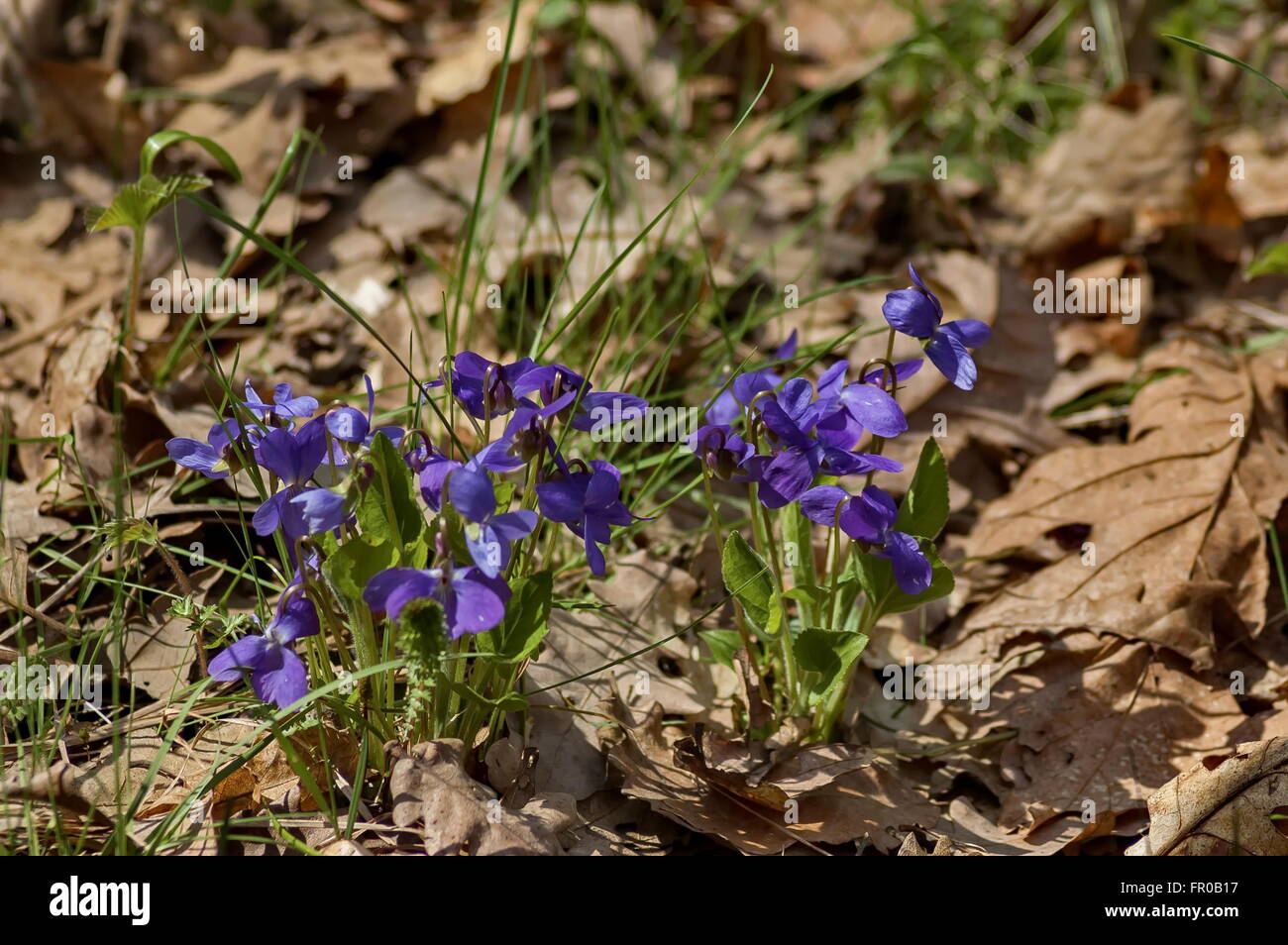 Heartsease or Viola tricolor blooming in the glade, Murgash mountain, Bulgaria. Stock Photo