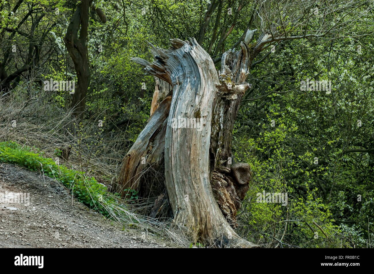Trunk of old dry tree broken from thunder in mountain Murgash, Bulgaria Stock Photo