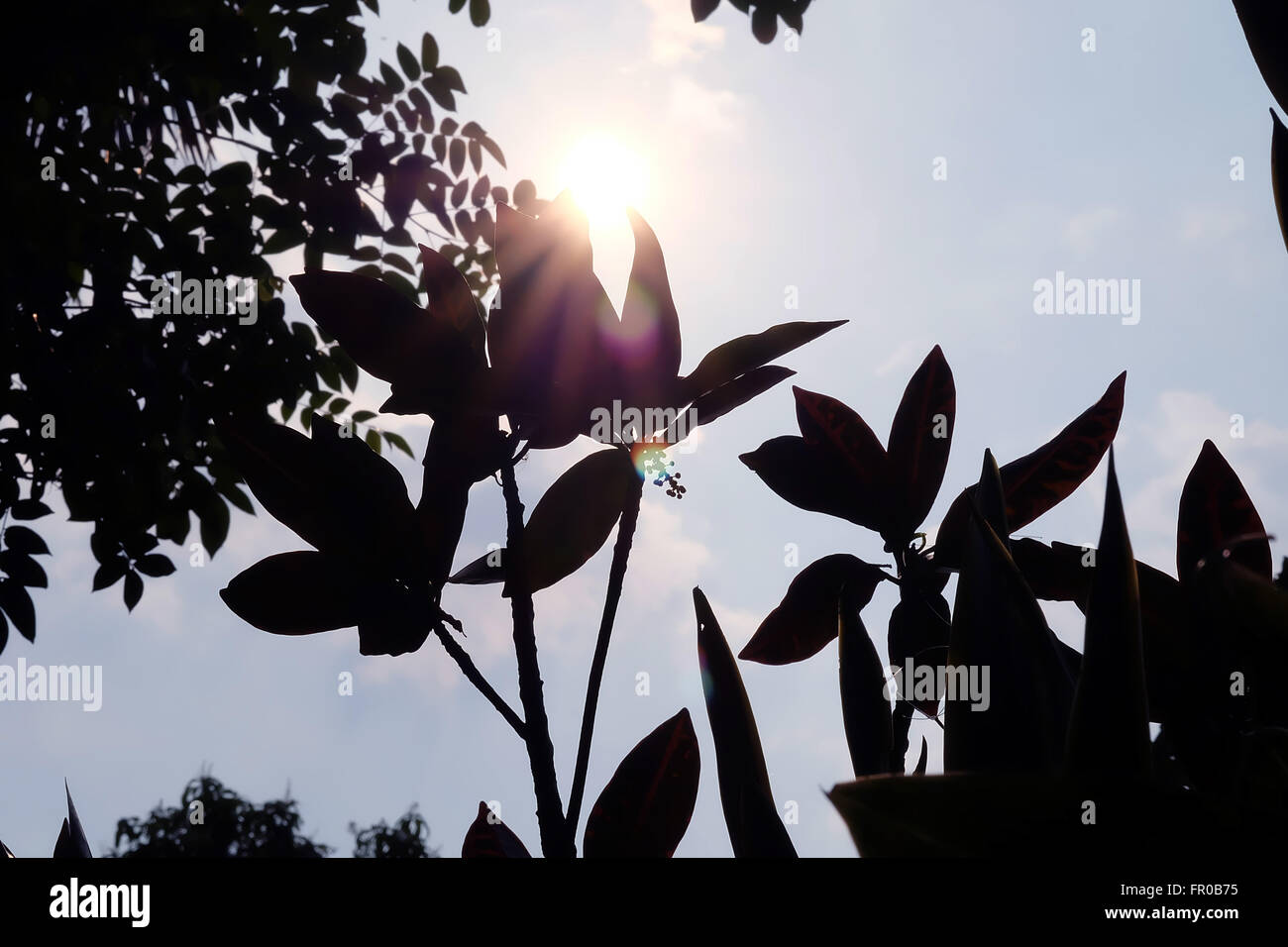 Shiny silhouette hi-res stock photography and images - Alamy