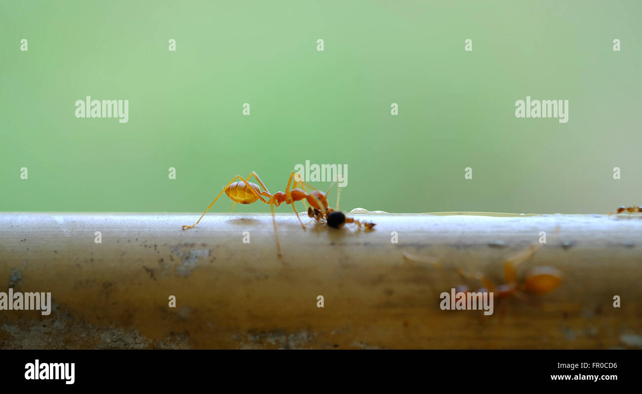 Ants with food hires stock photography and images Alamy
