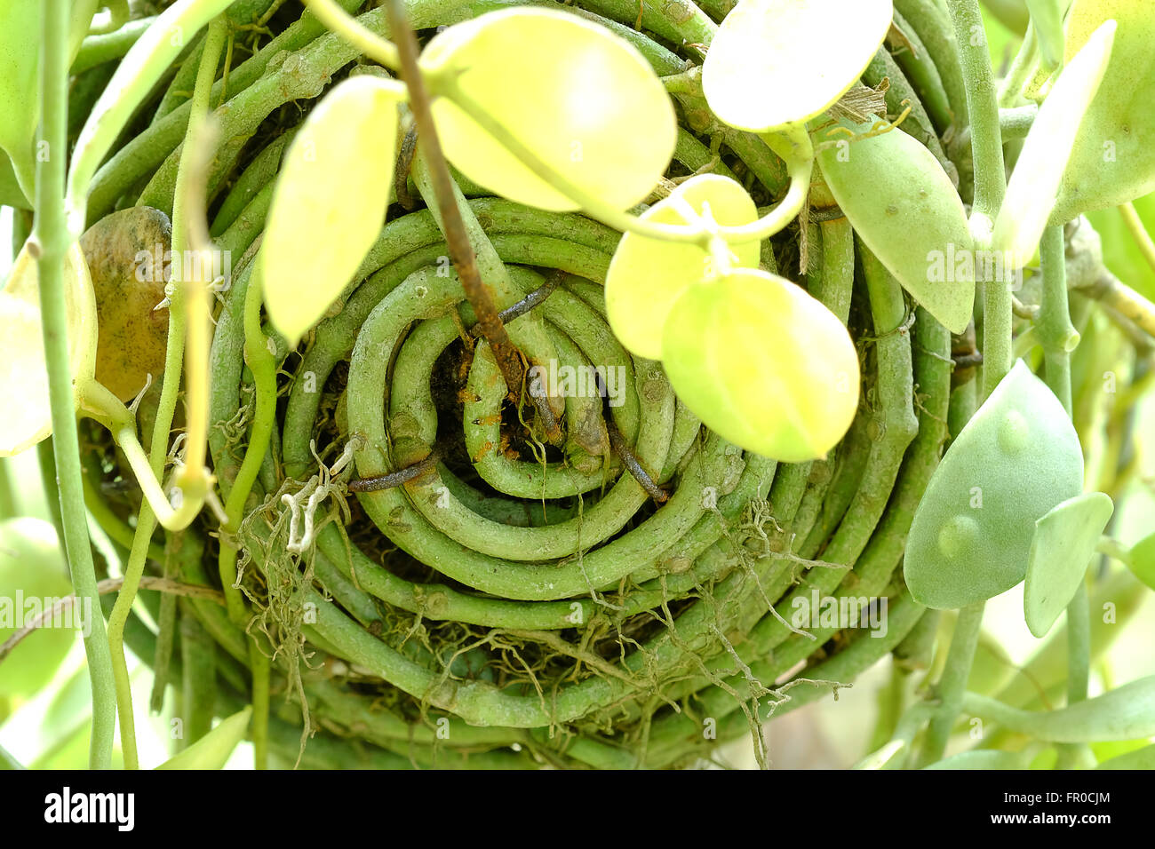 creeping plant  with  ants Stock Photo
