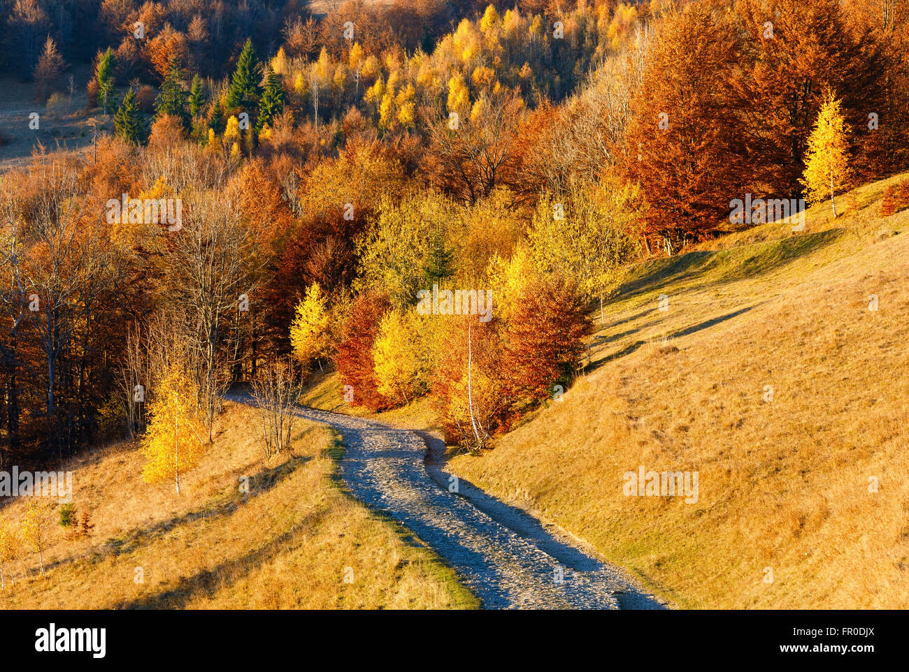 Golden autumn. Rural road in mountain and sunny colorful trees on slope ...