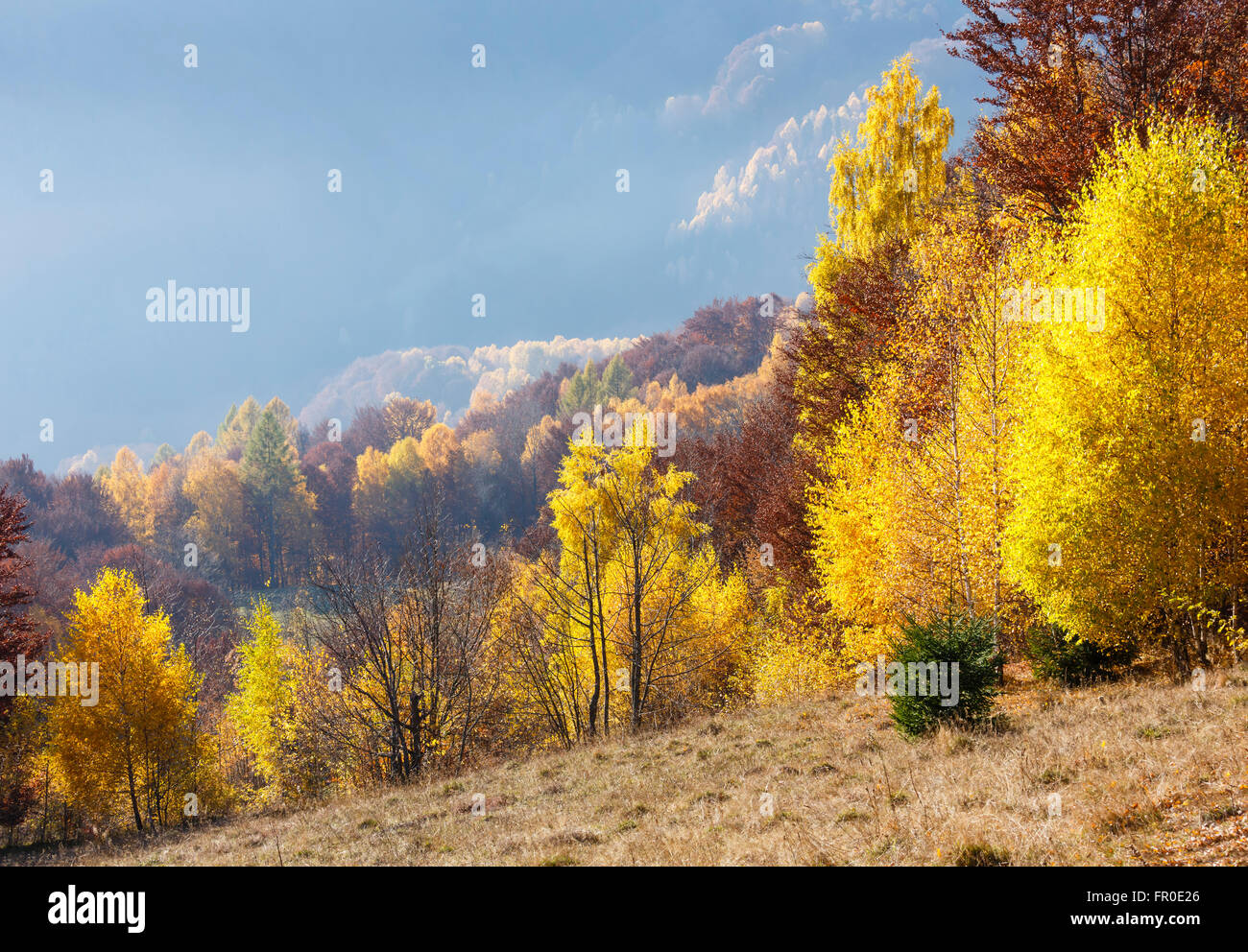 Autumn misty mountain view with yellow foliage of birch trees on slope ...