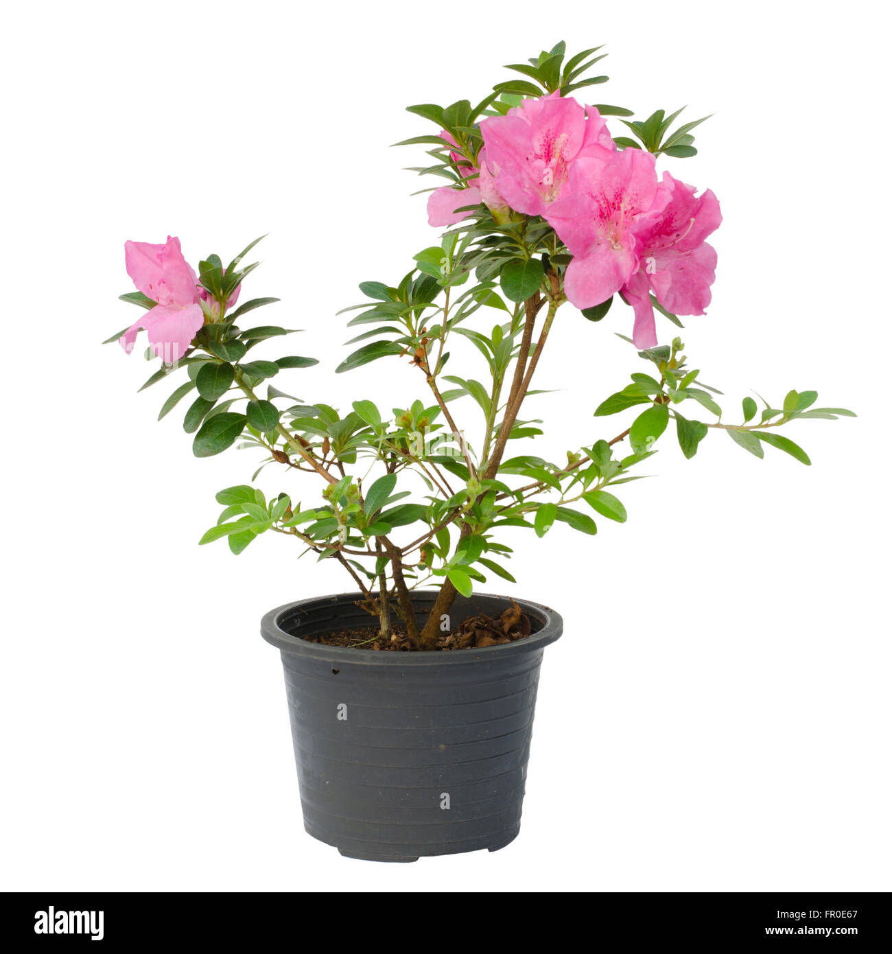 azalea blooming on tree isolated on white background Stock Photo