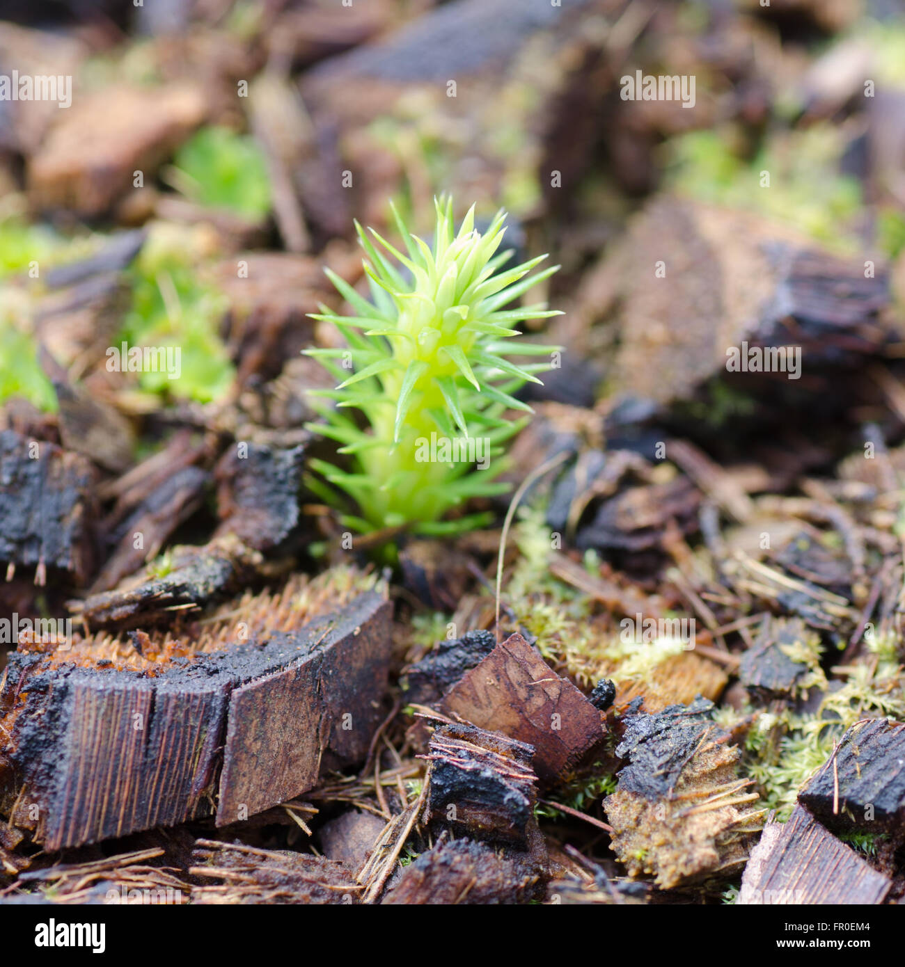 green sprout of a fern Stock Photo