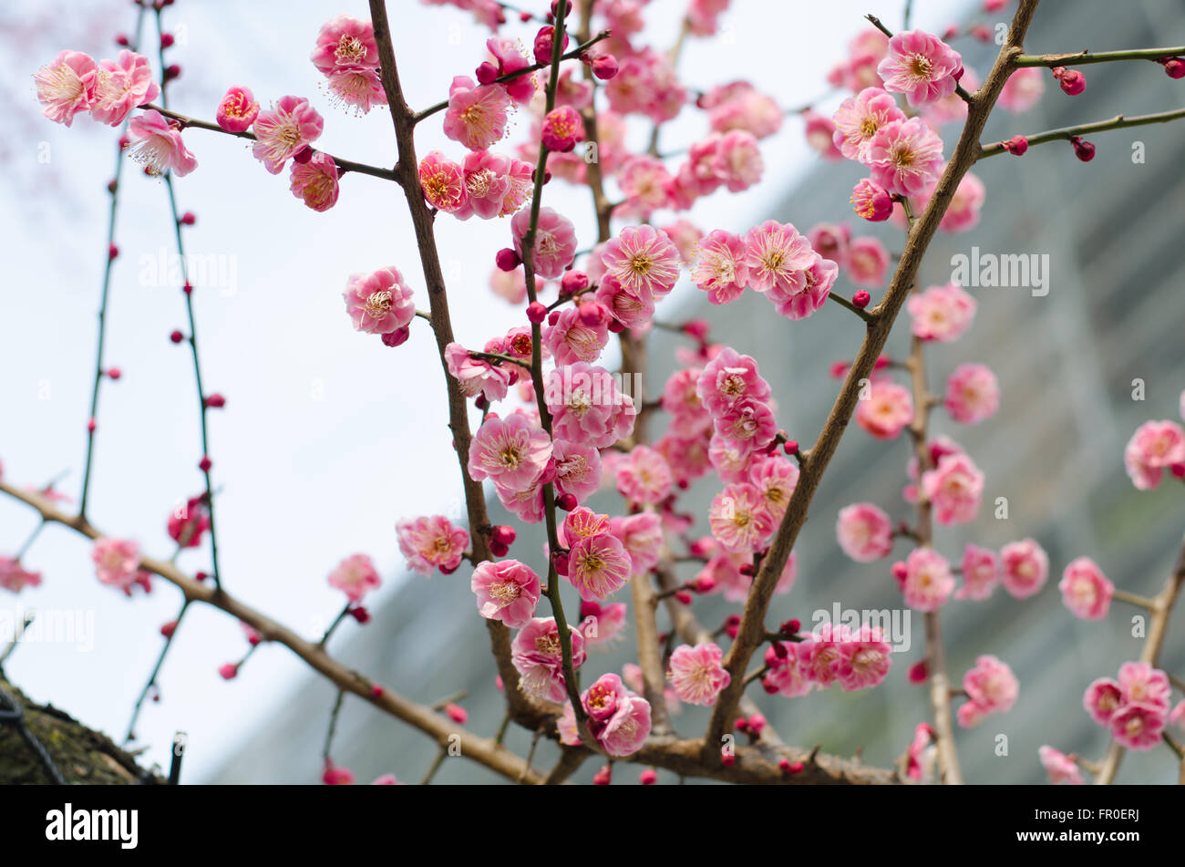 UME Japanese plumblossom Stock Photo Alamy