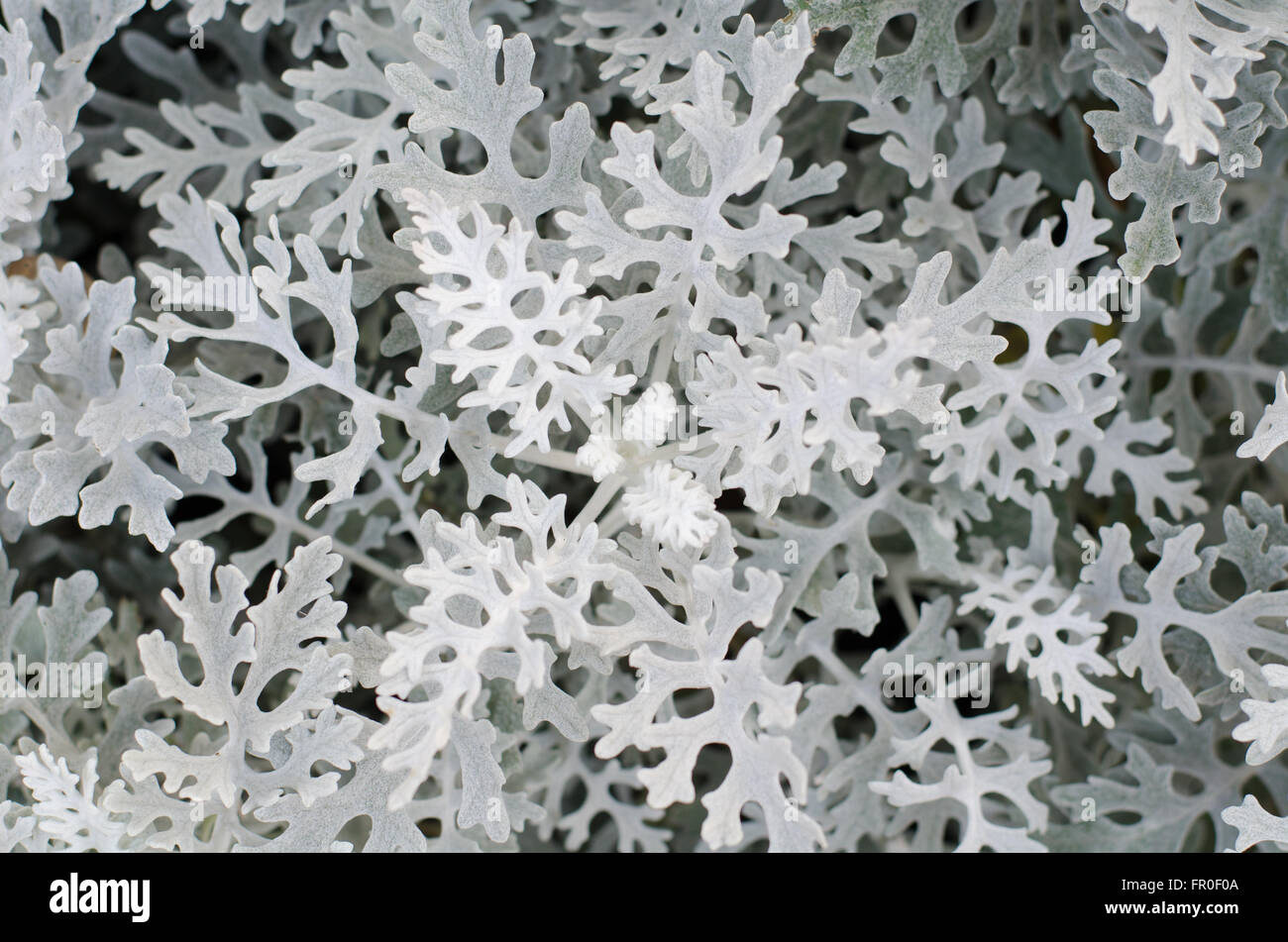 Top view of dusty miller plant Stock Photo