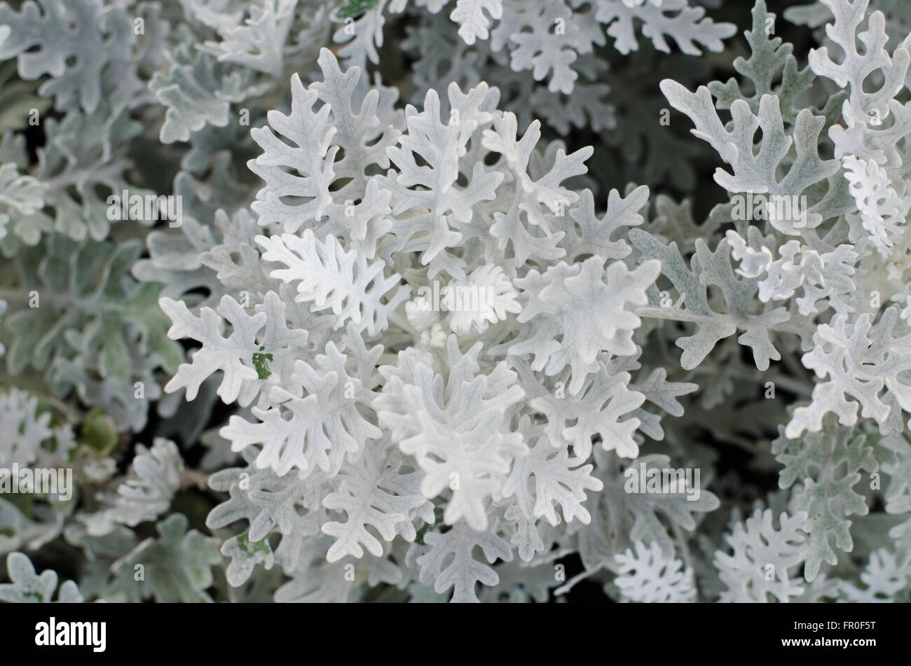 Top view of dusty miller plant Stock Photo
