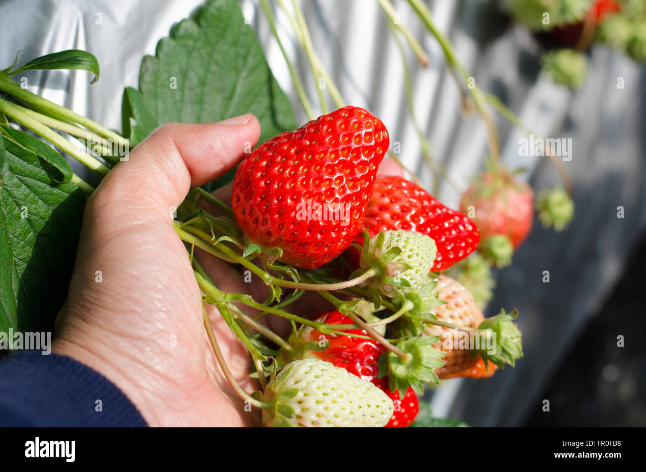 Strawberry on hand growing in agriculture farm Stock Photo - Alamy