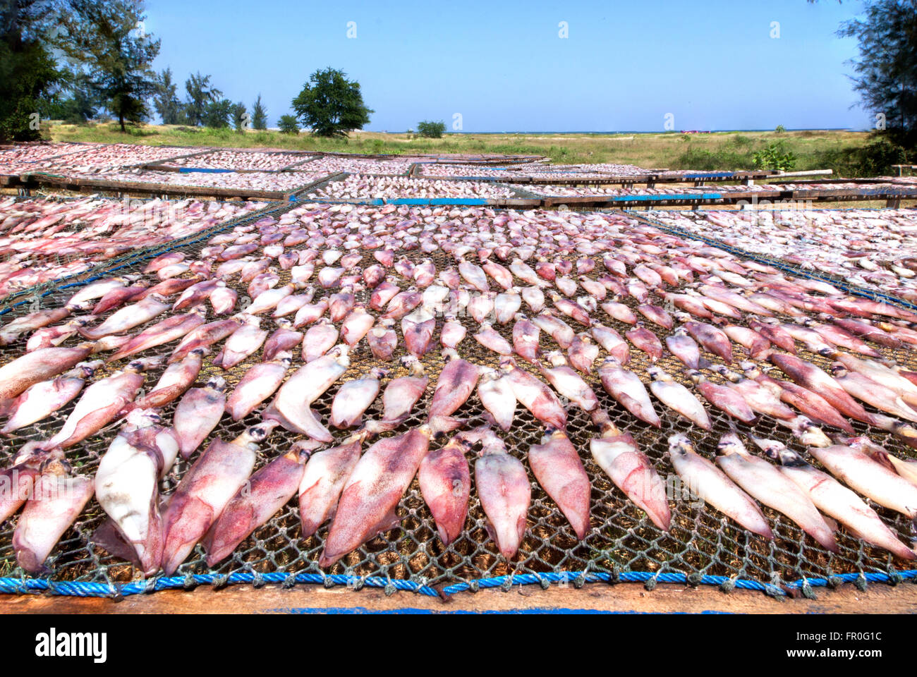 Dried squid with sun. Drying Squid in fishing village in Thailand Stock
