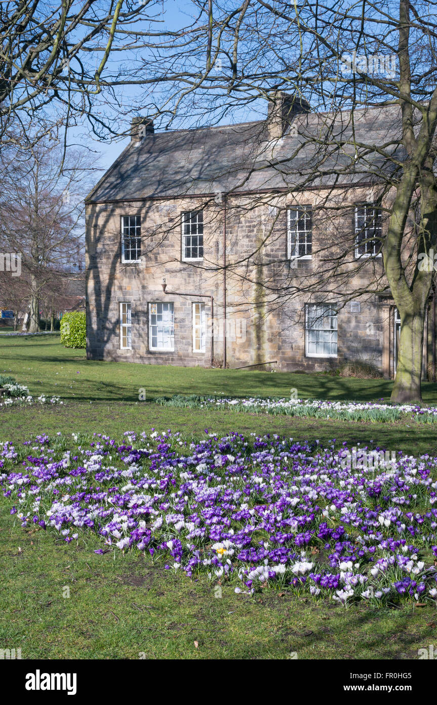 Spring, crocuses flower in The Sele park with Abbey House in the