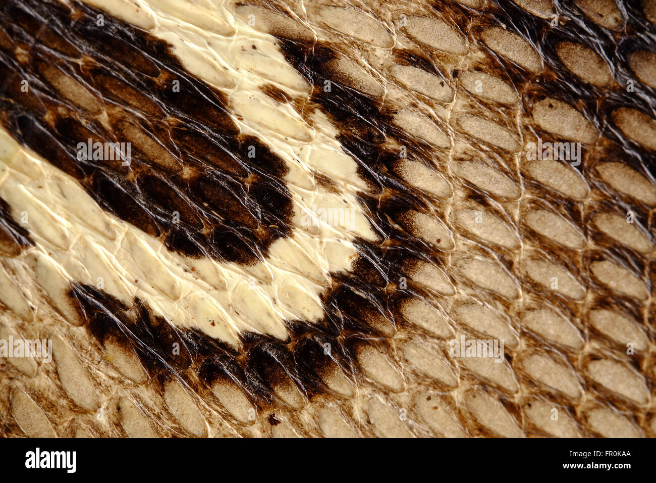 Types Texture Exotic Skin Leather Snake Stock Photo 791937433
