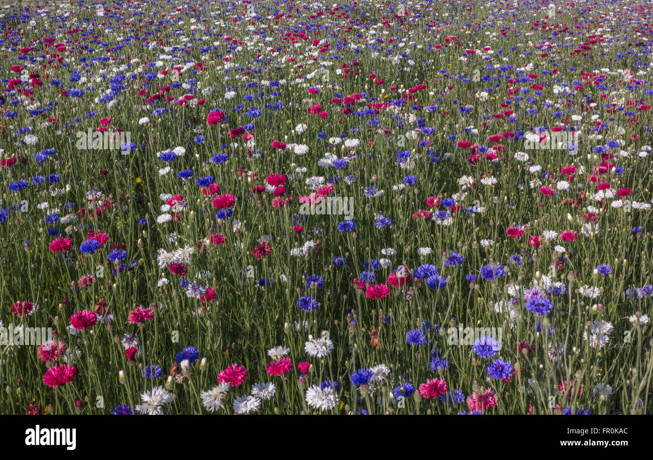 RED WHITE BLUE FLOWER FIELD Stock Photo