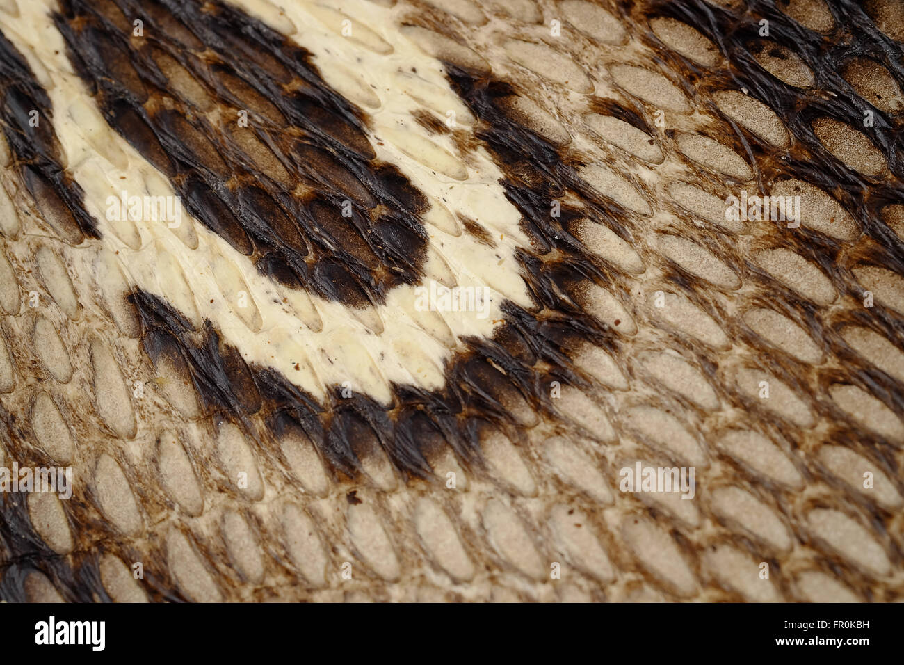 Snake  leather or  cobra skin texture - closeup, macro Stock Photo