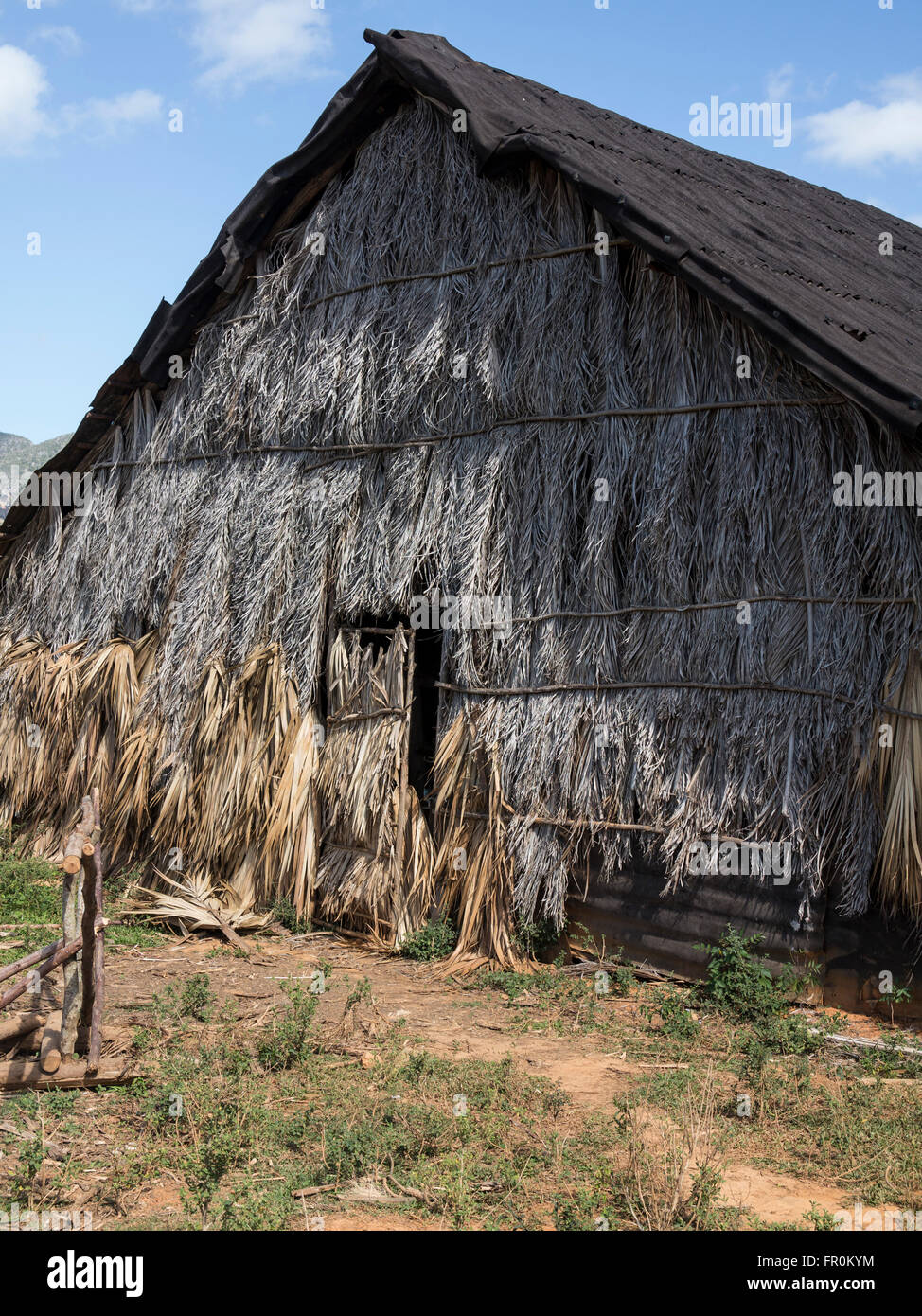 Cuba, tabacco,  valley corazon, Vinales, Stock Photo