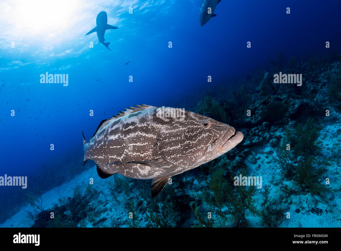 Grouper close up and reef shark on background, scuba diving Stock Photo