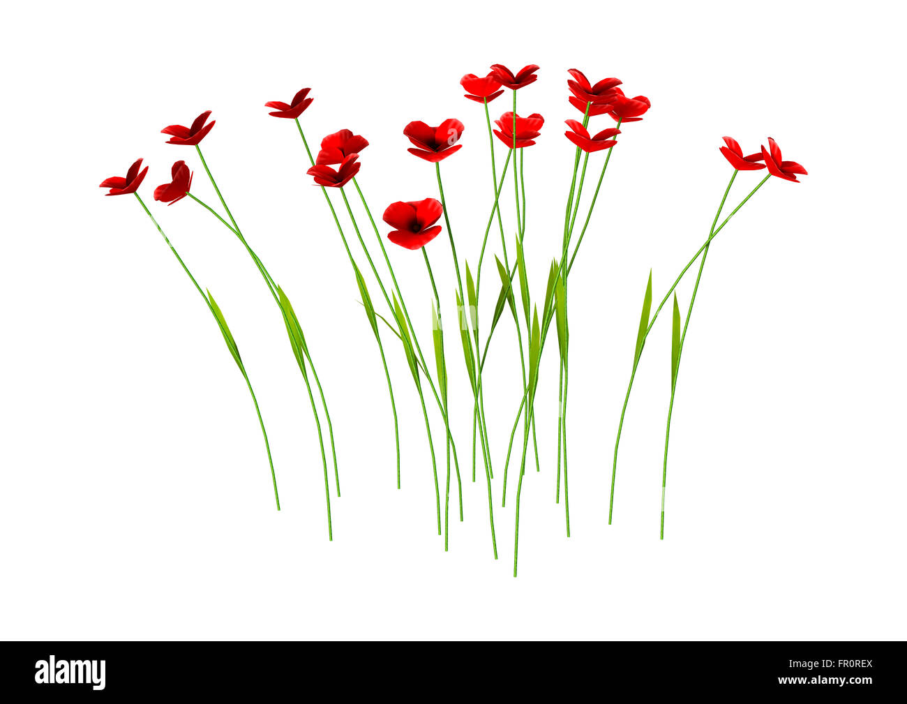Digital render of red poppy flowers isolated on white background Stock ...