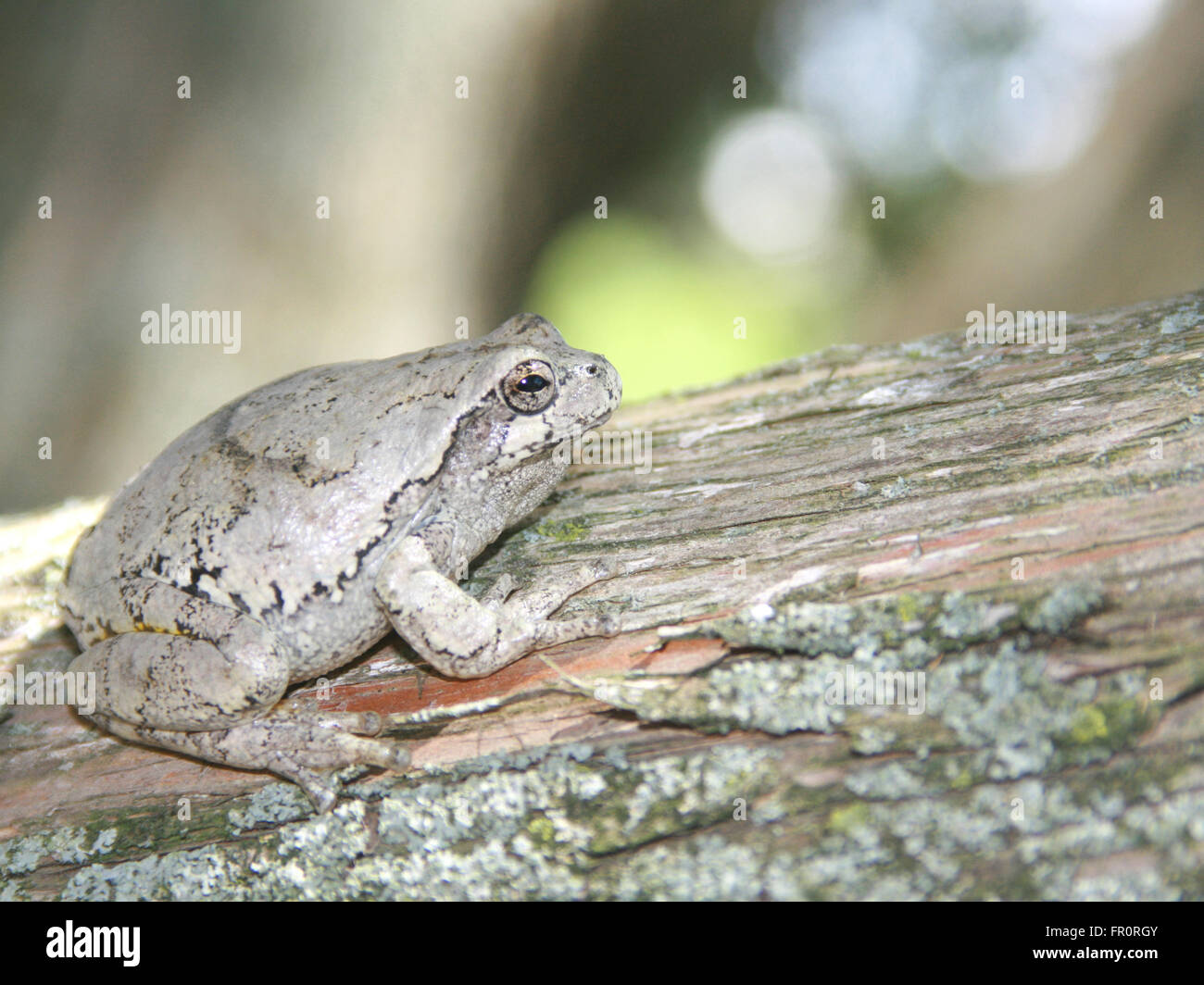 hyla versicolor or gray tree frog blends in on a cedar tree Stock Photo