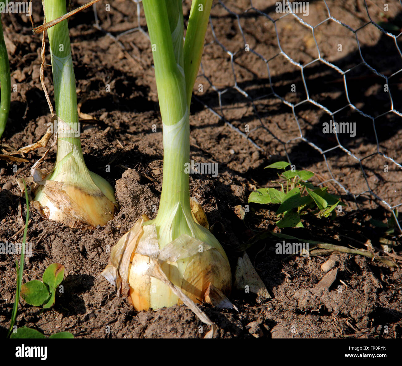 Growing green onions in hi-res stock photography and images - Alamy