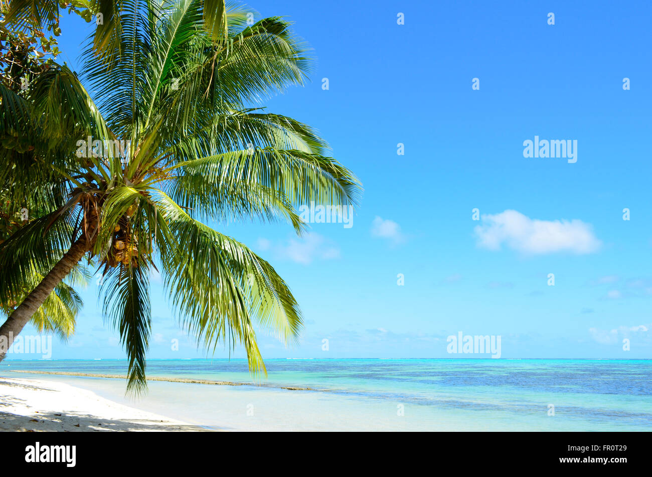A coconut palm tree on a tropical white sand beach with a blue sea on Moorea, island of the Tahiti archipelago French Polynesia. Stock Photo