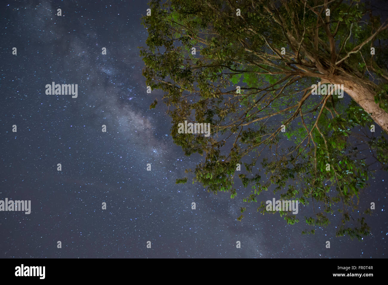 milky way under tree Stock Photo - Alamy