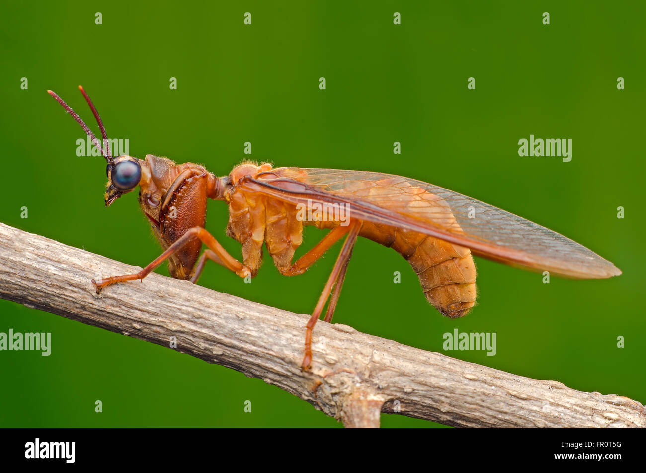 mantis fly. Mantidflies Stock Photo