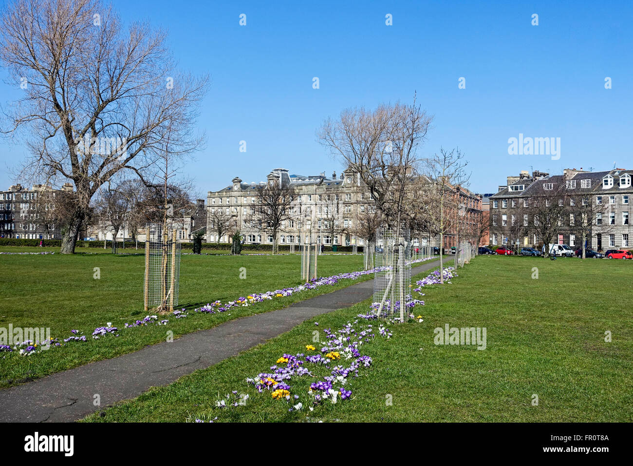 Early spring crocus flower display in Leith Links Leith Edinburgh