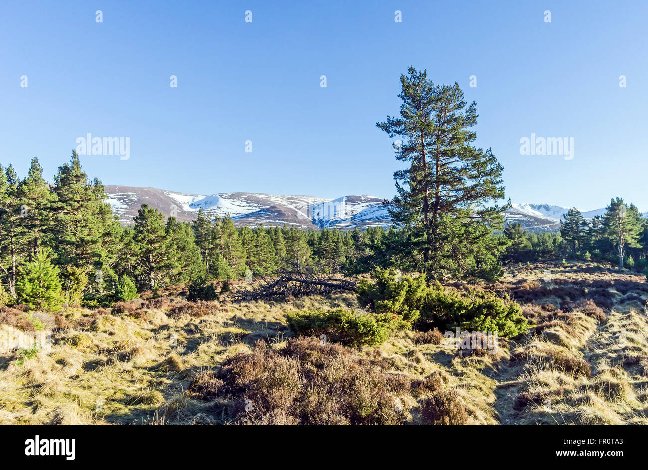 the-pass-of-ryvoan-forest-track-glenmore-cairngorms-national-park