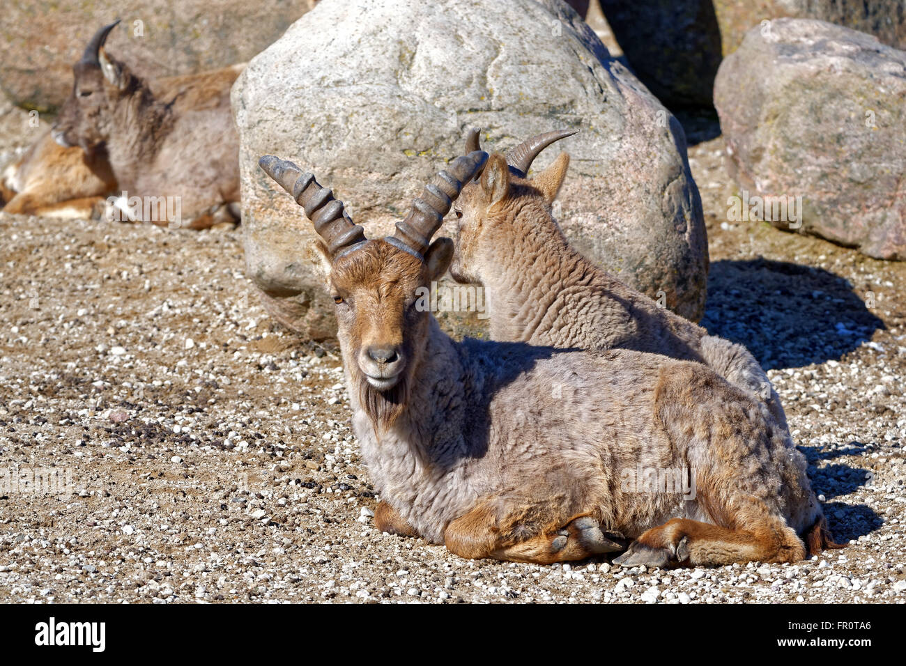 West Caucasian tur (Capra caucasica syn Capra caucasica caucasica) is a mountain-dwelling goat-antelope in Western Caucasus. Stock Photo