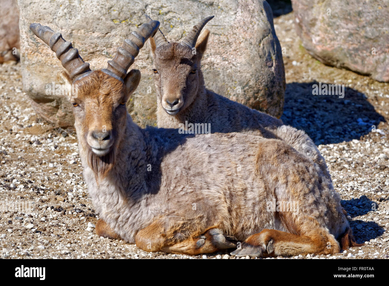 West Caucasian tur (Capra caucasica syn Capra caucasica caucasica) is a mountain-dwelling goat-antelope in Western Caucasus. Stock Photo