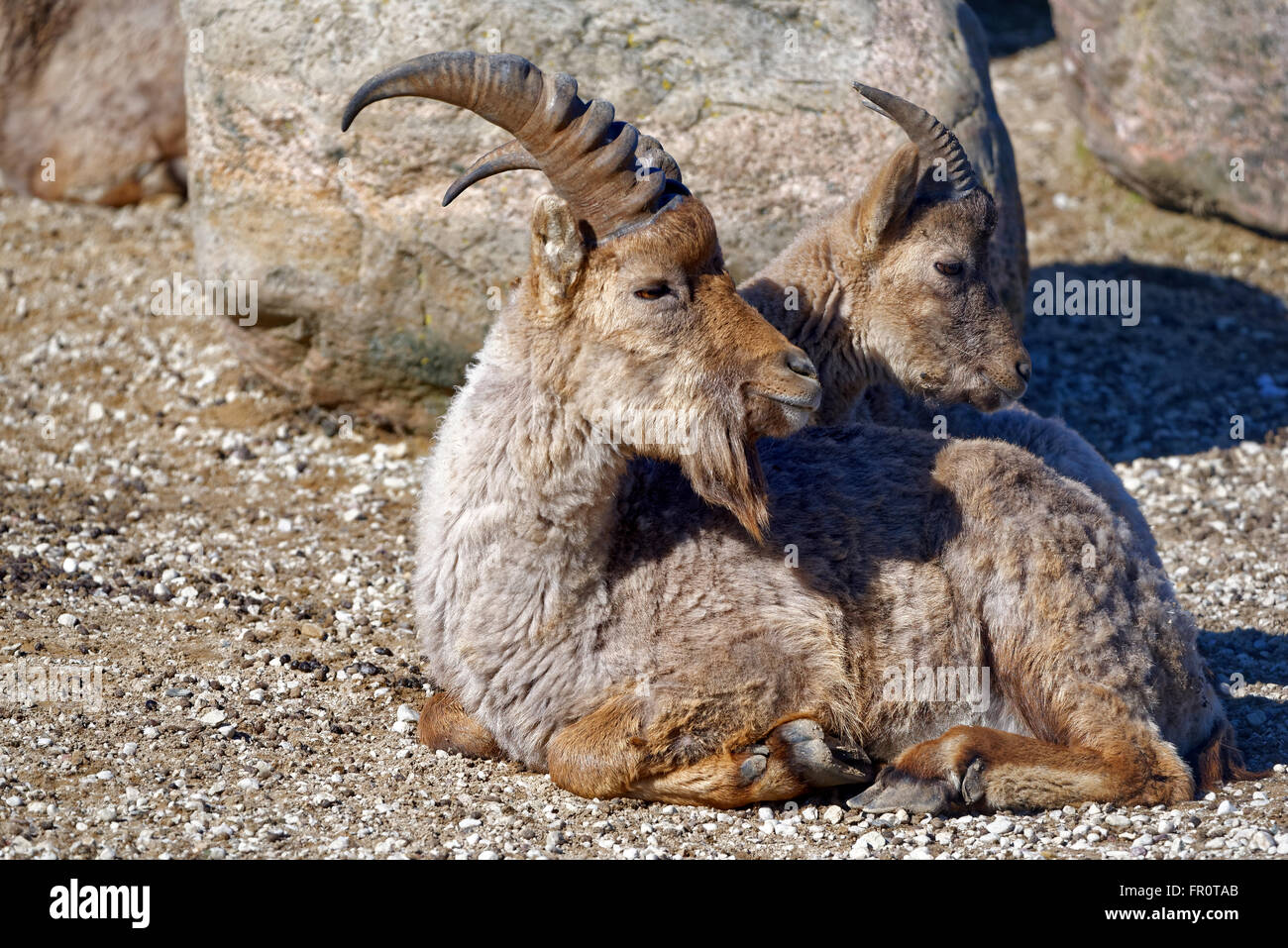 West Caucasian tur (Capra caucasica syn Capra caucasica caucasica) is a mountain-dwelling goat-antelope in Western Caucasus Stock Photo