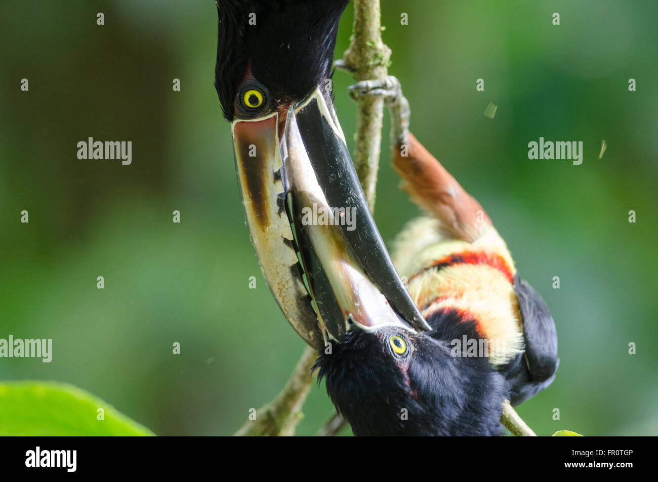 Collared Aracaries (Pteroglossus torquatus) fighting near Sarapiqui river, Costa Rica Stock Photo