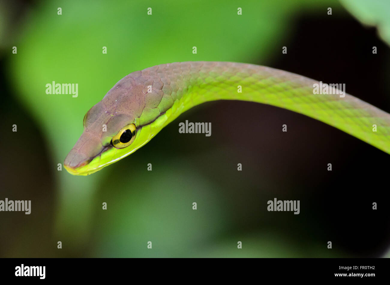 Cope's Vine Snake (Oxybelis brevirostris), Rara Avis Reserve, Costa Rica Stock Photo