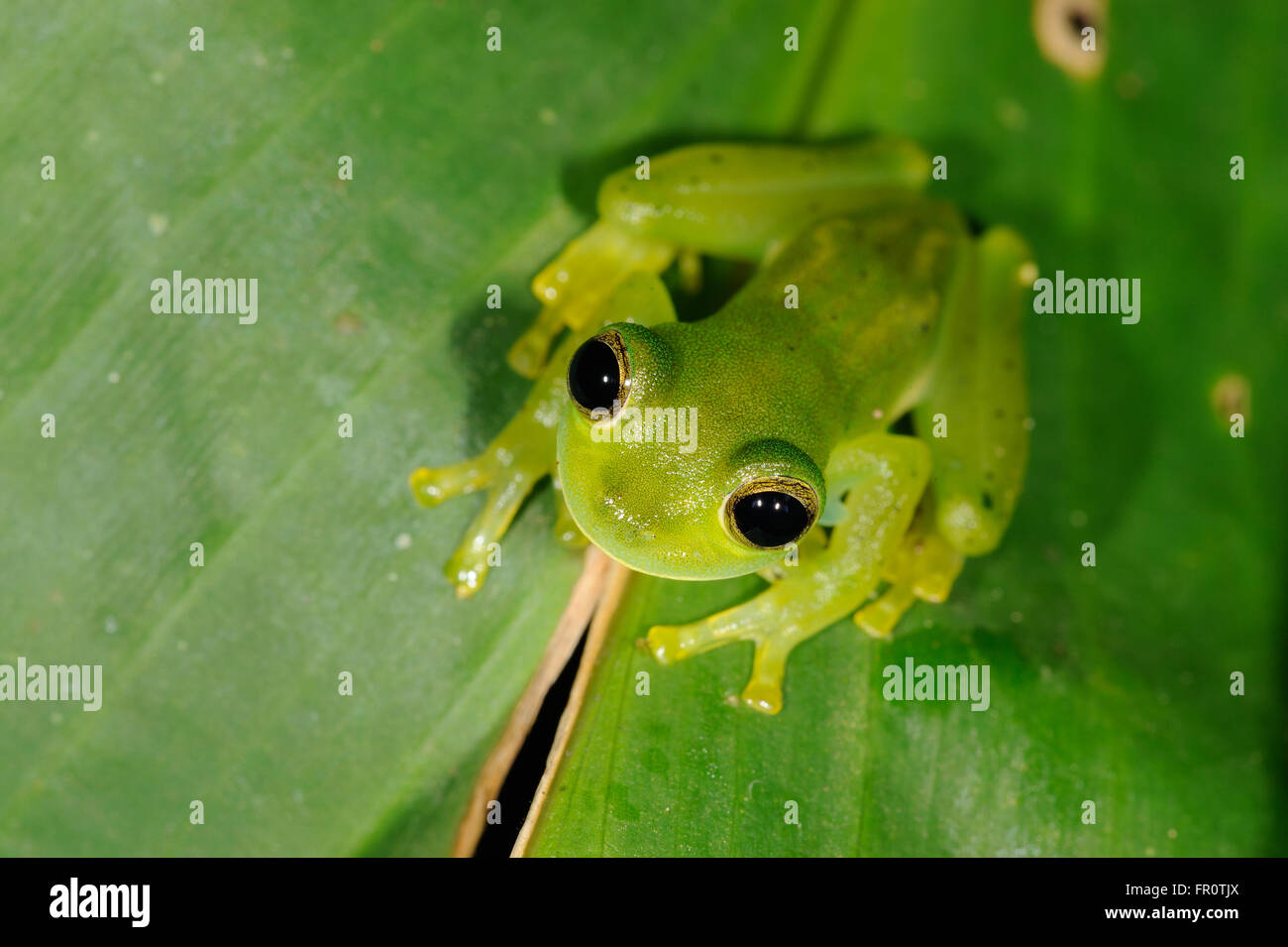Emerald Glass Frog (Centrolennela prosoblespon), Coto Brus, Costa Rica  Stock Photo - Alamy