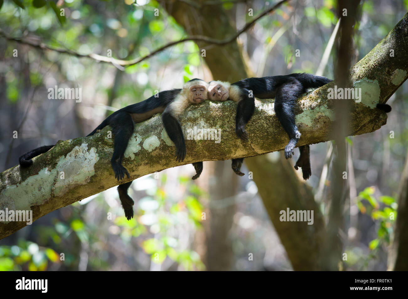 White-Faced Capuchins (Cebus capucinus) resting during the midday heat in Corcovado National Park, Costa Rica Stock Photo