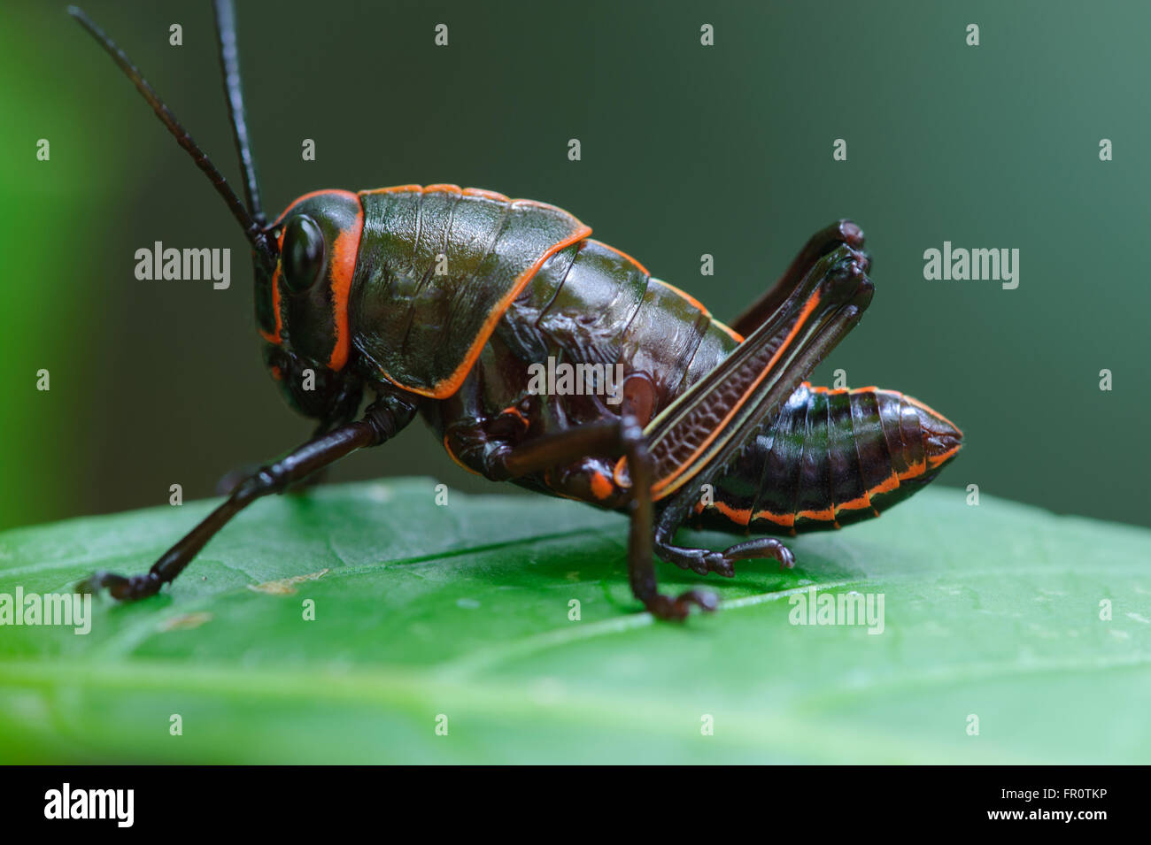 Lubber Grasshopper (Romalea guttata) - nymph, La Selva, Costa Rica Stock Photo