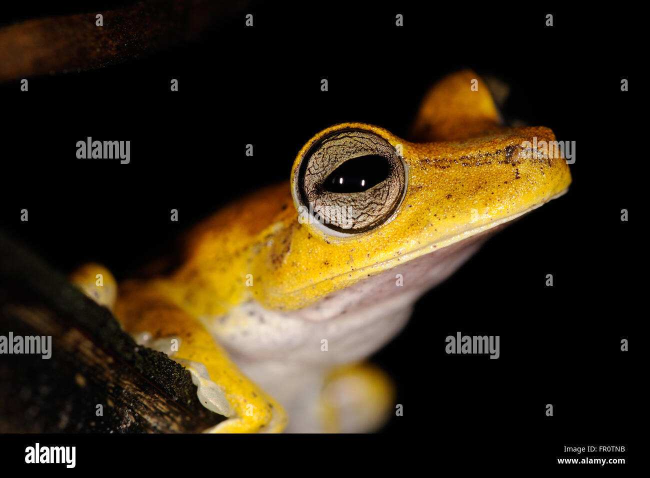 Map Tree Frog (Hypsiboas geographicus), Manu National Park, Peru Stock Photo