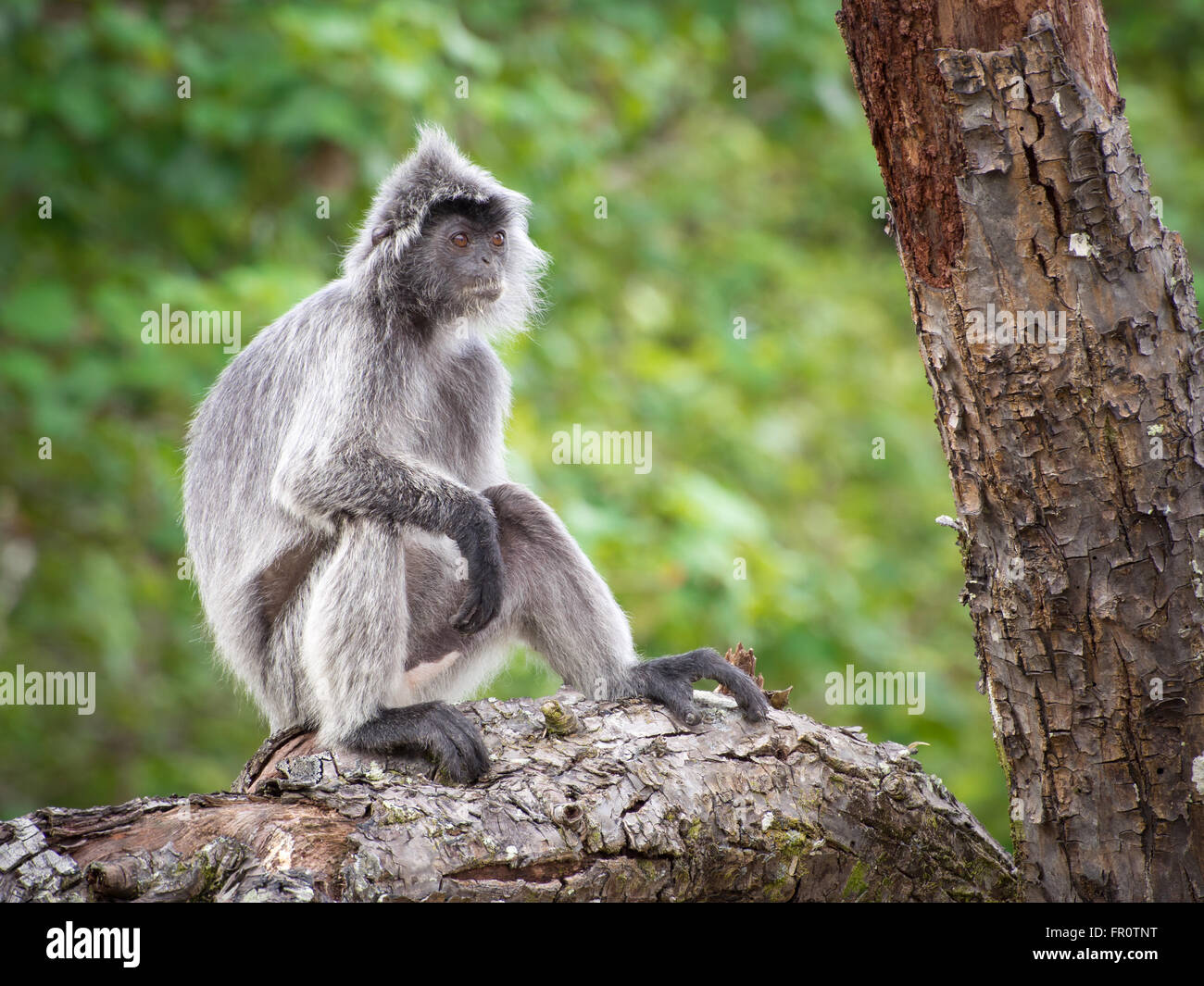 Silver langur hi-res stock photography and images - Alamy