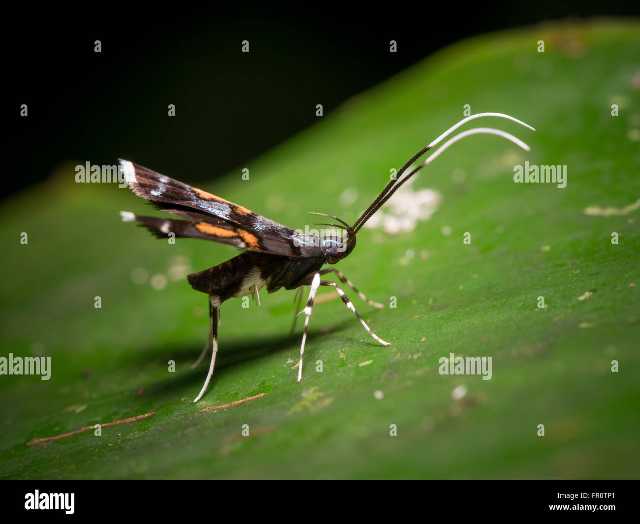 Long-horned Moth (Lecithoceridae), Gunung Mulu, Sarawak, Malaysia Stock Photo