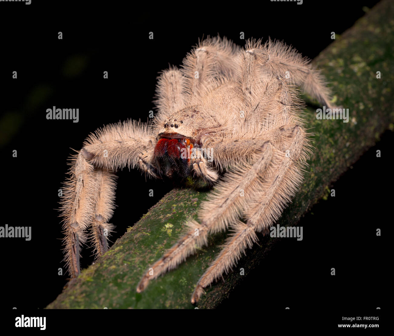 Furry Hunstman (Thelcticopis orichalcea) Tawau Hills, Borneo, Malaysia Stock Photo