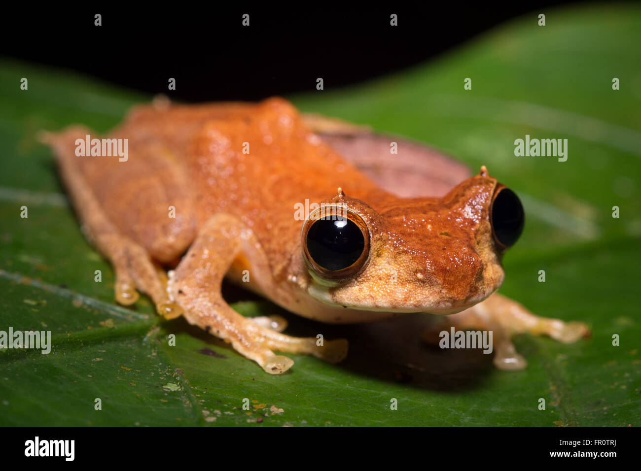Short-nosed Tree Frog (Rhacophorus gauni) Tawau Hills Park, Borneo, Malaysia Stock Photo